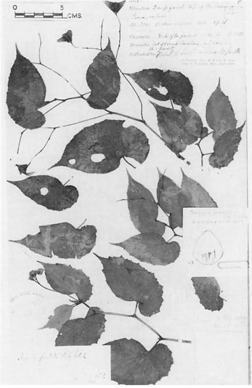 B. pensilis